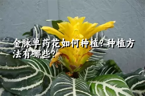 金脉单药花如何种植？种植方法有哪些？