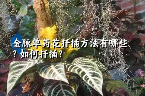 金脉单药花扦插方法有哪些？如何扦插？