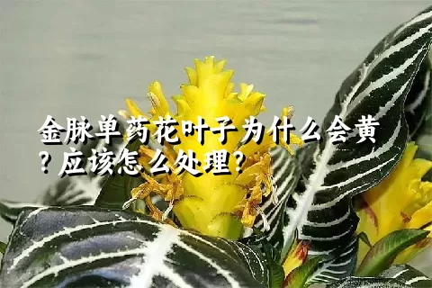 金脉单药花叶子为什么会黄？应该怎么处理？