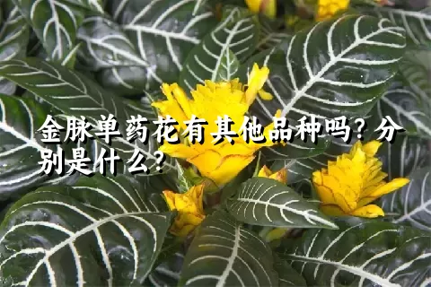 金脉单药花有其他品种吗？分别是什么？