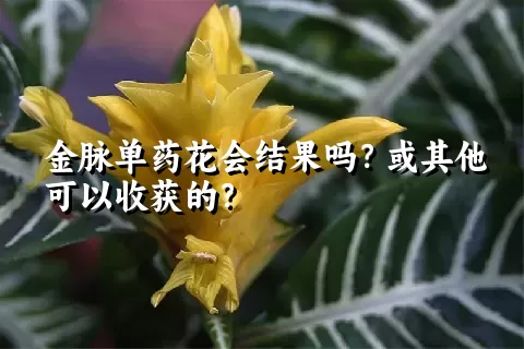 金脉单药花会结果吗？或其他可以收获的？