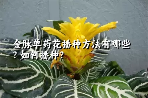 金脉单药花播种方法有哪些？如何播种？