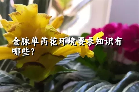 金脉单药花环境要求知识有哪些？