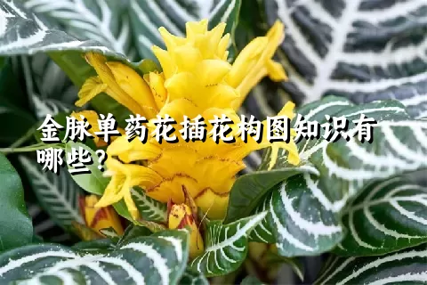 金脉单药花插花构图知识有哪些？