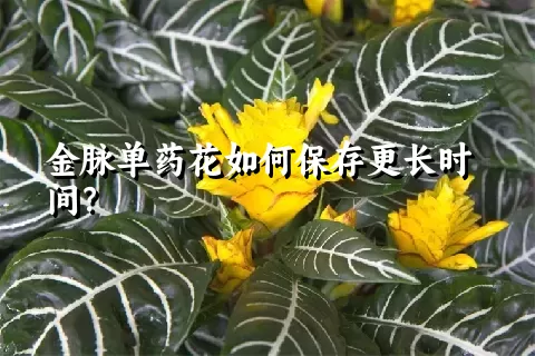 金脉单药花如何保存更长时间？