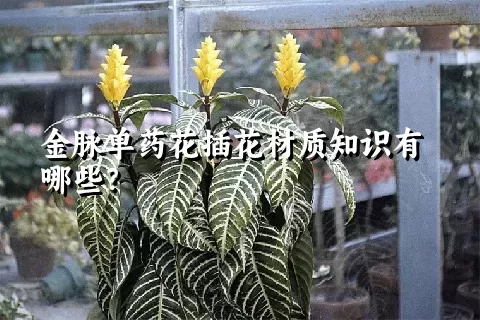 金脉单药花插花材质知识有哪些？