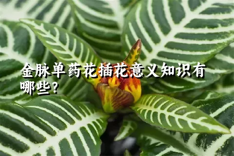 金脉单药花插花意义知识有哪些？