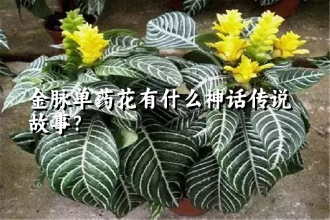 金脉单药花有什么神话传说故事？