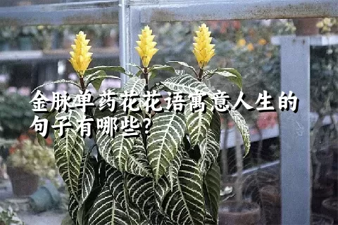 金脉单药花花语寓意人生的句子有哪些？