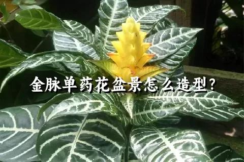 金脉单药花盆景怎么造型？