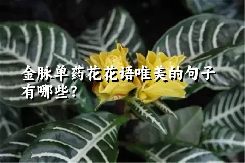 金脉单药花花语唯美的句子有哪些？