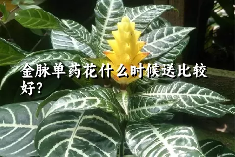 金脉单药花什么时候送比较好？