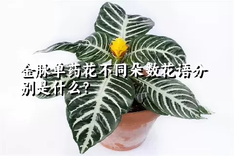 金脉单药花不同朵数花语分别是什么？