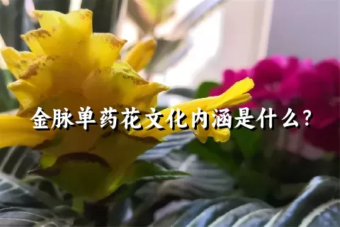 金脉单药花文化内涵是什么？