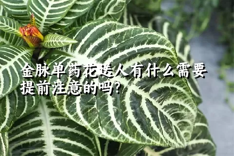 金脉单药花送人有什么需要提前注意的吗？