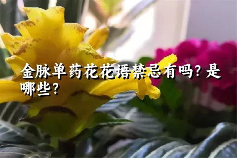 金脉单药花花语禁忌有吗？是哪些？