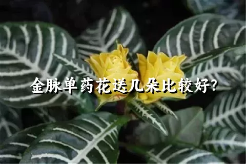 金脉单药花送几朵比较好？