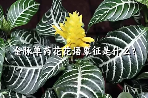 金脉单药花花语象征是什么？