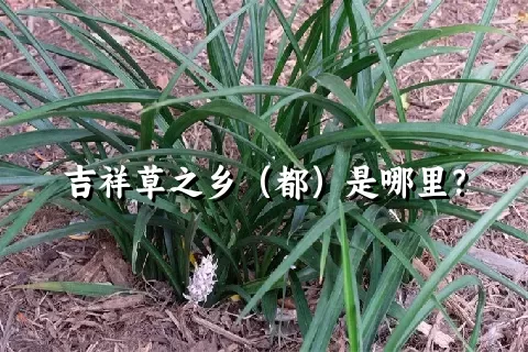 吉祥草之乡（都）是哪里？