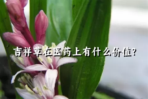 吉祥草在医药上有什么价值？