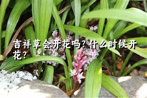 吉祥草会开花吗？什么时候开花？