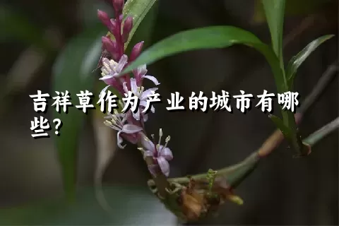 吉祥草作为产业的城市有哪些？