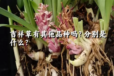 吉祥草有其他品种吗？分别是什么？