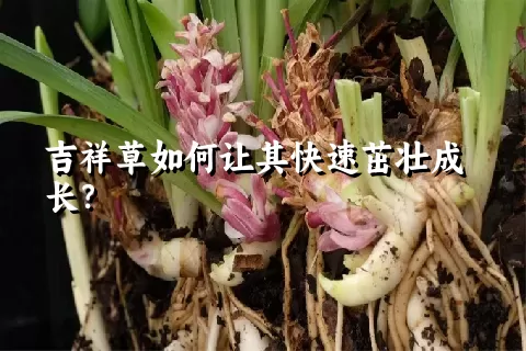 吉祥草如何让其快速茁壮成长？