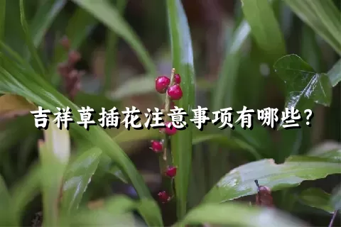 吉祥草插花注意事项有哪些？