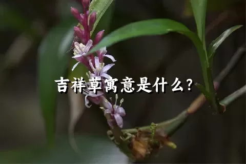 吉祥草寓意是什么？