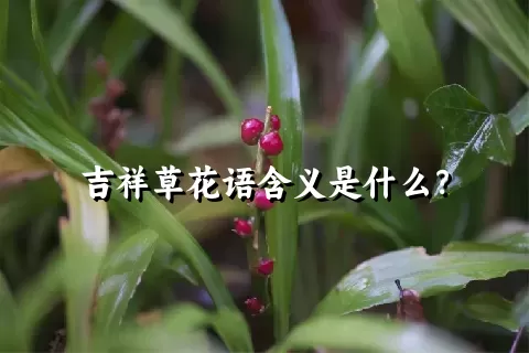 吉祥草花语含义是什么？