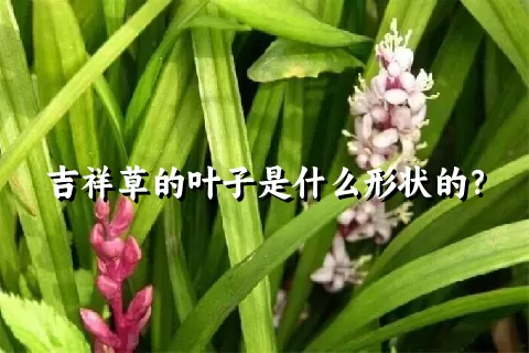 吉祥草的叶子是什么形状的？