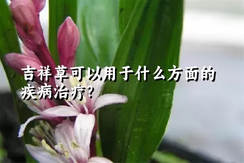 吉祥草可以用于什么方面的疾病治疗？