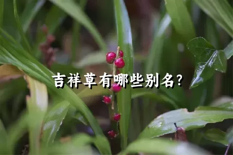 吉祥草有哪些别名？