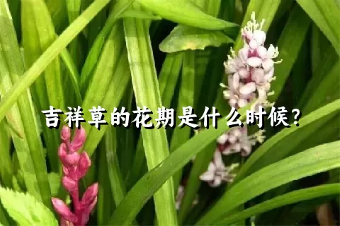 吉祥草的花期是什么时候？