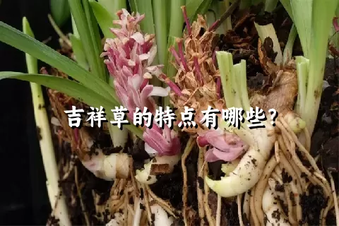 吉祥草的特点有哪些？