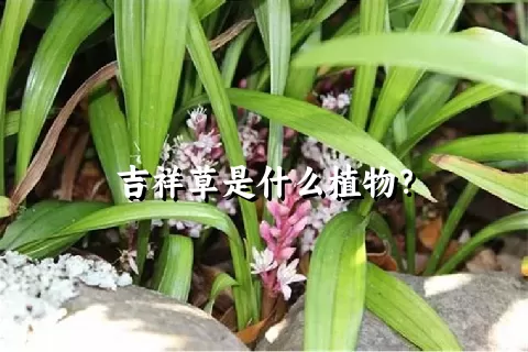 吉祥草是什么植物？