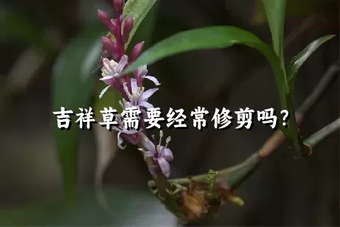 吉祥草需要经常修剪吗？