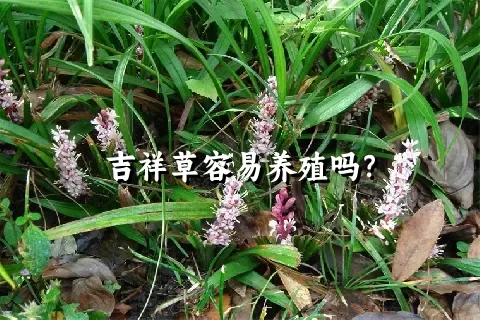 吉祥草容易养殖吗？