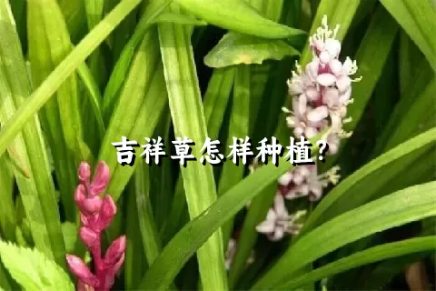 吉祥草怎样种植？