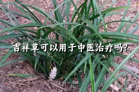 吉祥草可以用于中医治疗吗？