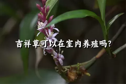 吉祥草可以在室内养殖吗？