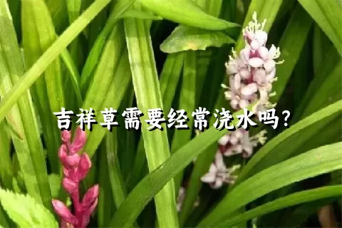 吉祥草需要经常浇水吗？