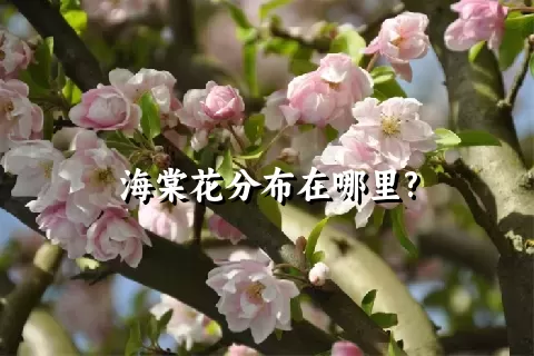 海棠花分布在哪里?