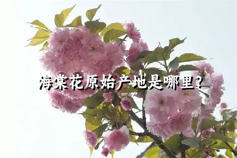 海棠花原始产地是哪里？