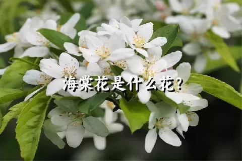 海棠花是什么花？