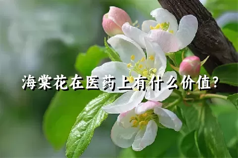 海棠花在医药上有什么价值？