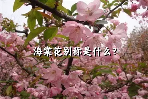 海棠花别称是什么？