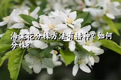 海棠花分株方法有播种？如何分株？