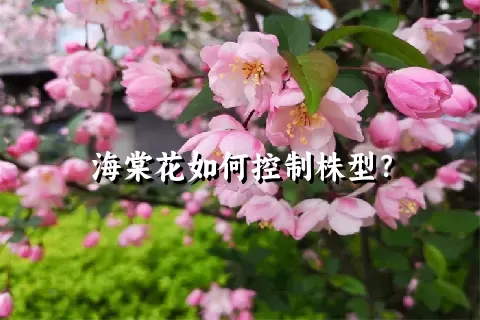 海棠花如何控制株型？